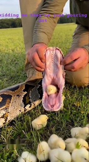 Reversed Meal: Python's Mouth Delivers a Flock of Chicks! #python#animalrescue