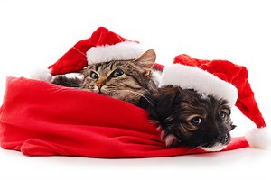 Fun & Cheap Stocking Stuffers That'll Have Your Pet Smiling on Christmas Morning