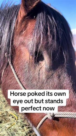 Shoe a One-Eyed Horse: Heartwarming Farrier Story