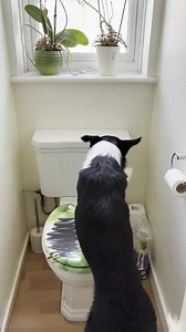 Dug Flushes Toilet When Owner Asks