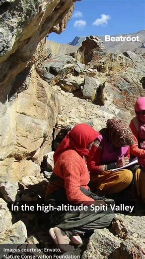 Faye D’Souza on Instagram: "Explained: How women are leading efforts to protect the snow leopard in Spiti Valley Reporter and editor: Aditi Chavan Source: Nature Conservation Foundation, Snow Leopard Trust, BBC, Mongabay-India"