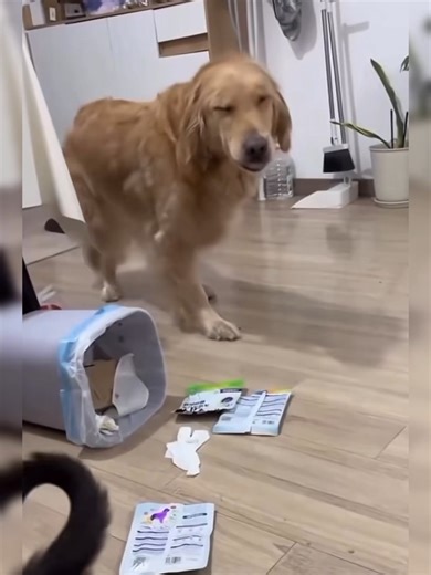 Funny and Cute Dog Videos That Will Make You Smile