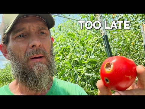 Why Your Best Tomatoes Keep Getting Ruined
