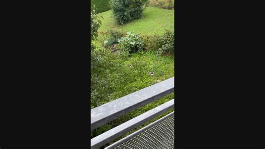 Cat Uses Homemade Elevator to Explore the Garden