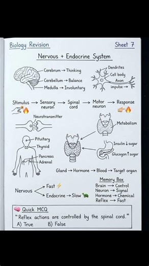 endocrine + nerves system smartly explain.. #youtubeshorts #nervoussystem