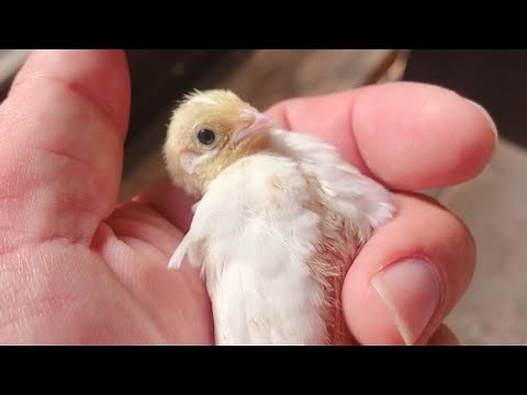 慣れてきたヒメウズラが可愛すぎる！！【ヒメウズラ飼育】