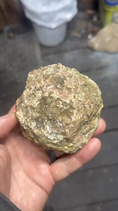 This specimen shows some awesome bands on the bottom. Orange and green agate is a rarity out here. Fingers crossed the banding goes all the way across the rock. Kentucky agate can be finicky in that sense. The pattern may be localized! So, always re cut if there is a dud 🤣 #rockhound #minerals #breakfastcut #rocks #crystals #agate #rockhounding #geodes | Taylor Pfanstiel