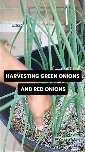 How to Grow & Harvest Green Onions | Quick Gardening Tips 🌱 #Shorts