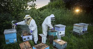 Scientists buzzing over whether blueberry fields pose a health risk to bees