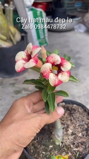 Cây sứ hạt màu đẹp lạ # Hoa sứ tây ninh