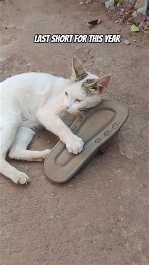 She is playing with my slipper