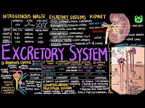 Excretory System | Animal Physiology 05 | Biology | PP Notes | Campbell 8E Ch. 44