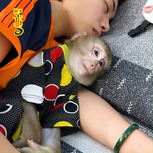 2.1K views · 42 reactions | Stop It!! Mom Warned Monkey Kaka To Stop That Misbehave | Edgie Nick Connors | Facebook