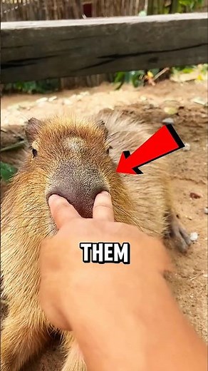 These 3 Things Can Trigger a Capybara! #animal #capibara #cuteanimals