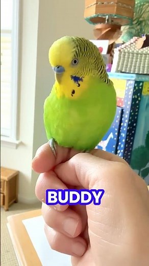 Talking budgie buddy!🦜￼ #parakeet #talkingparrot #budgies #pets