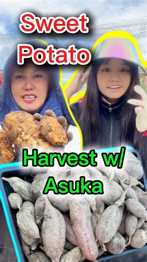 820K views · 20K reactions | Harvest ng Kamote with Asuka #JapaneseFarming #farming #farmerslife #japanfarmer #sweetpotato #kamote #harvesting #harvest | SweetLife Tv | Facebook