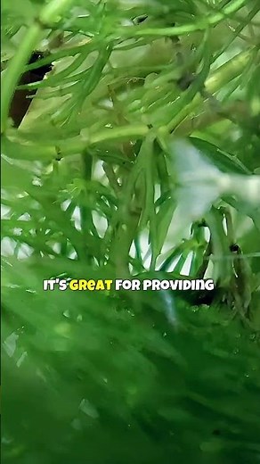 Hornwort 🌿 Easy Aquarium Plants for Beginners