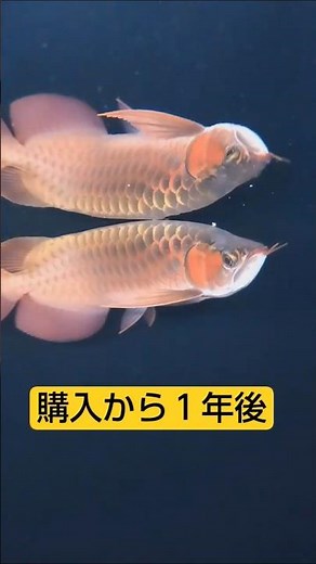 チリレッドアロワナ ジロ君 成長記録 １年後 #アクアリウム #aquarium #水槽部屋