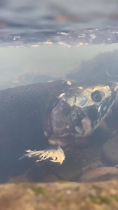 4.7K views · 77 reactions | The epic life story of a wild coho salmon...