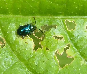 Flea beetle - Alchetron, The Free Social Encyclopedia