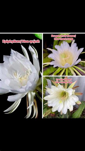 These three types of flowers all bloom at night, but many people often get them confused — so check this out!🥰. Ai cần biết sự khác nhau giữa giữa hoa quỳnh - hoa xương rồng và hoa thanh long thì coi hình nè 😉 chúng đều có màu trắng và cùng nở về đêm nên mọi người hay nhầm lần loại này với loại kia nhưng phân biệt rất dễ : hoa thanh long bự nhất , nhuỵ dày cánh dày cứng cáp sang trọng và kiêu hãnh còn hoa quỳnh thì ngược lại cánh mỏng manh kiêu sa, hoa xương rồng thì có nhiều hình dạng mà hình