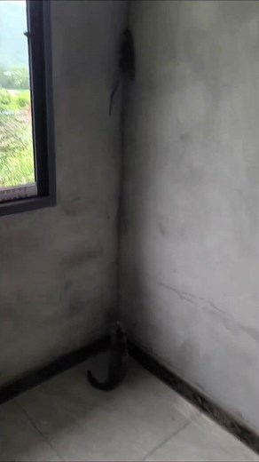 Crocodile vs. Cat: A Wild Encounter