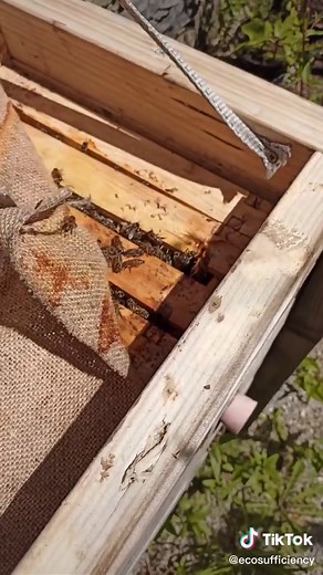 Exploring a Natural Beehive: A Homestead Journey