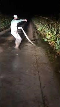 Professional PYTHON Hunter in Florida wrestles BIG Snake out of Swamp