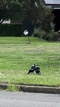A Morning Magpie Call 🐦🌿| Native Bird Sounds in Australia