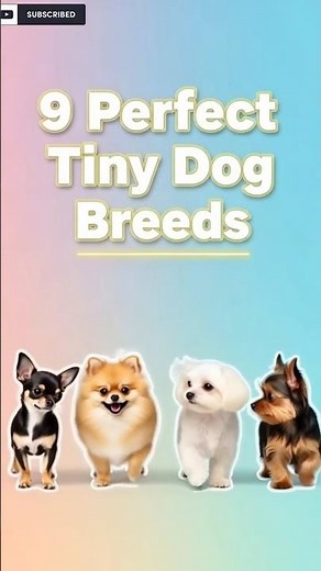 9 Perfect Tiny Toy Dog Breeds🐕#shorts