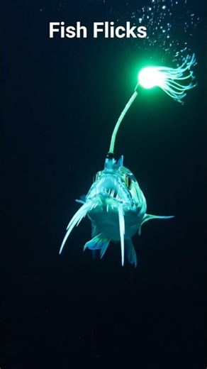 Viperfish fish 🐟🐠🌊 Life in the Deep Sea (200m–5000m) | Ocean Mystery Explained