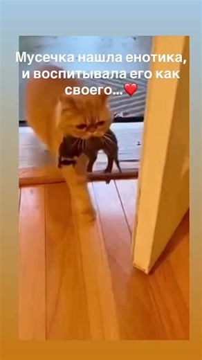 #МирЖивотных🥰🤣 | animals wildlife