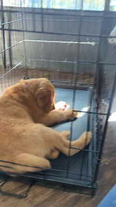 25K views · 971 reactions | Maisy 冀 ✨Resource Guarding✨ When the pups have a high value treat, like a beef rib, I make sure to expose them to my hand coming near their faces and treat to see if any of them have a negative reaction. Once again, none of the puppies cared about my interference at all 拾 | SW Retrievers | Facebook