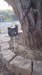 Watch Try using an ultrasonic animal repeller on Amazon Live