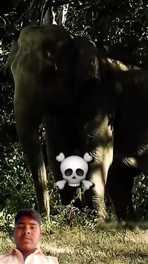 Other animals vs electric fence vs elephant ☠️🐘 #edit #skulledit #troll #trollface