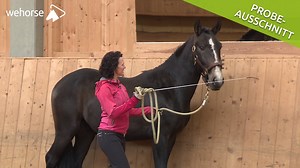 13K views · 115 reactions | ☝️ Wenn du kein Knotenhalfter und...