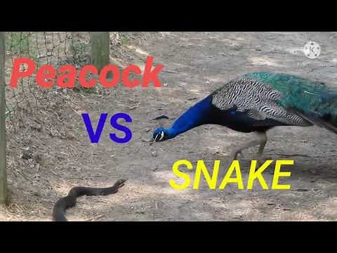 #PEACOCK_VS_SNAKE_AMAZING