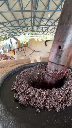 Castor Oil Extraction