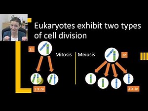 Sexual Reproduction & Eukaryotes