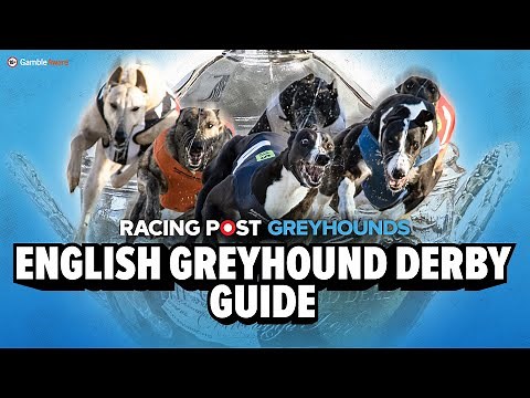Greyhound Derby Final 2025 Runner By Runner Guide | Greyhound Racing | Racing Post