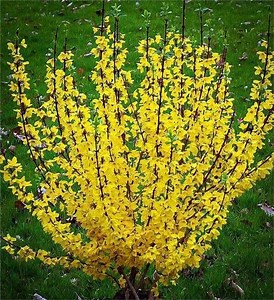 Forsythia Plants For Sale | Buy 1 Get 1 Free | TN Nsy