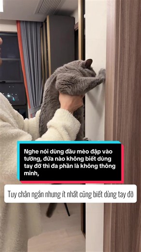 Nghe nói dùng đầu mèo đập vào tường, đứa nào không biết dùng tay đỡ thì đa phần là không thông minh, Hahaha. #mèo #meow #mèocon #dễthương #đángyêu