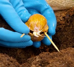 Walnut growing hack! | 5-Minute Crafts