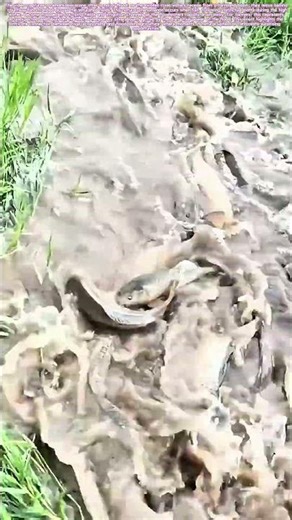 Floodplain Harvest: When Receding Waters Leave a Silver Bounty