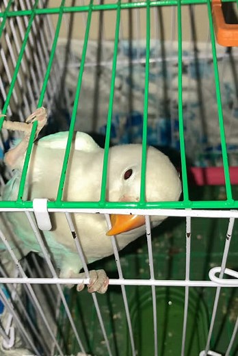 #lovebirds #birdslover #traningvideo #petbirds #cutebirds #freefly #birdsvideo #tameparrot #fypシ #foryou