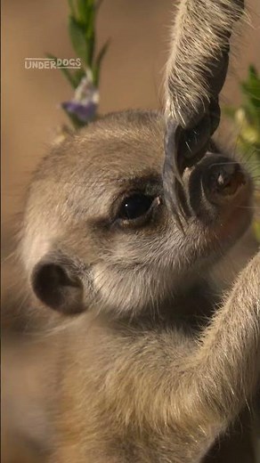 Meerkats play fight to learn crucial survival skills 😤 #Underdogs #Meerkats