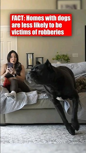 CRIME FACT: Homes with dogs are less likely to be victimized #dog #canecorso #shorts #crime
