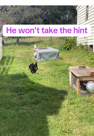 Another freeloading rooster has shown up at my place… that’s rooster number TWO this year! 🐓😂 I swear people are dumping roosters on me and this guy just will not take the hint. I’ve told him to rack off, but nope—he’s moved himself in like he pays rent! If you’ve ever dealt with stray roosters, backyard flock chaos, or unwanted poultry drop-offs, you’ll get a kick out of this one. Follow for more real farm moments, chicken keeping tips, and the daily drama of life with stubborn birds! #Rooste