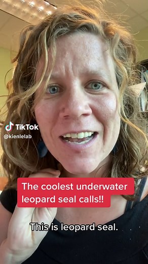 Leopard seals make the BEST underwater calls! Otherworldly! #leopardseals #biology #wildlifebiologist #research #womeninstem #science #sealsoftiktok