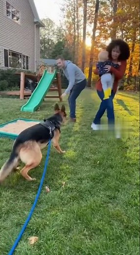 German Shepherd Protects Child from Coyote | Suburban Yard Security Cam